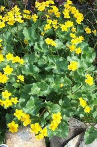 Cover of Caltha Palustris Marsh Marigold in England Journal