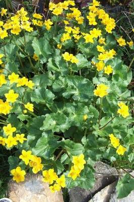 Book cover for Caltha Palustris Marsh Marigold in England Journal