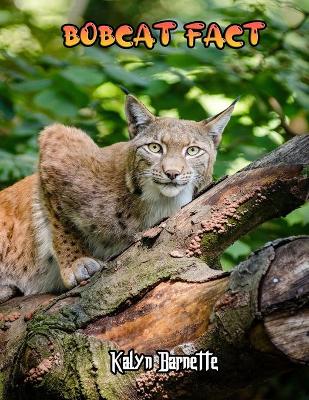 Book cover for Bobcat Fact