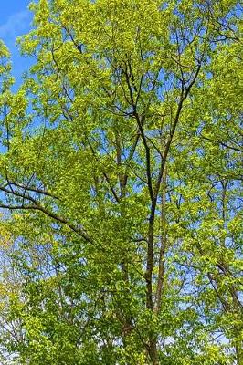 Book cover for Journal Springtime Tree Buds Blue Sky