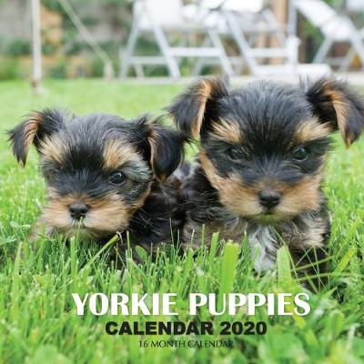 Book cover for Yorkie Puppies Calendar 2020