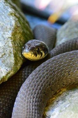 Book cover for Grass Snake on the Rocks Journal