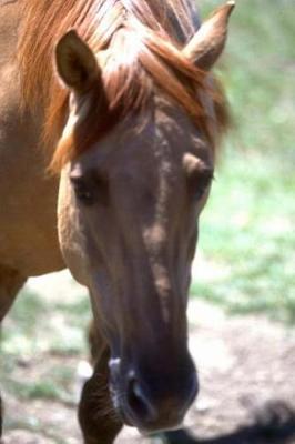 Book cover for Equine Journal Horse With Mane