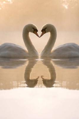 Book cover for Love Is in the Air, Two Beautiful Swans