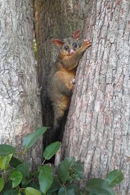 Book cover for Hello Brown Possum In a Tree Wildlife Journal