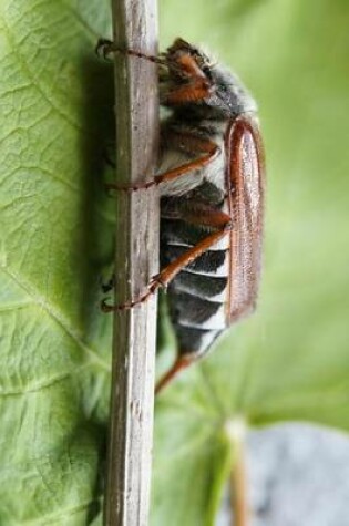 Cover of May Beetle, for the Love of Nature