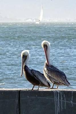 Book cover for Resting Pair of Brown Pelicans, Birds of the World