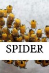 Book cover for Spider