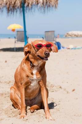 Book cover for A Cool Beach Dog