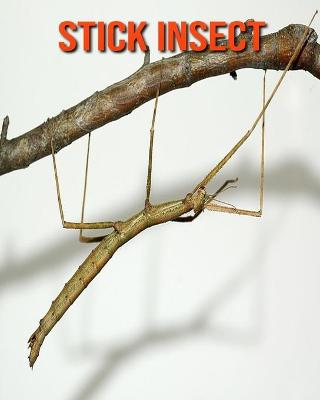 Book cover for Stick Insect