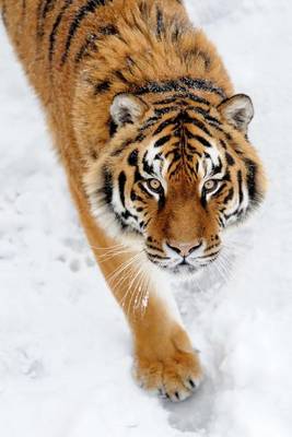 Book cover for Wild Siberian Tiger in the Snow Big Cat Journal