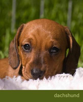 Cover of Dachshund