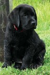 Book cover for Black Labrador Puppy Calendar Notebook