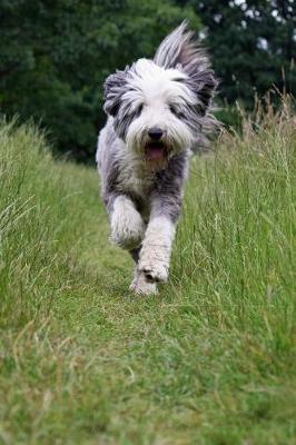 Book cover for Bearded Collie Running Down the Path Journal