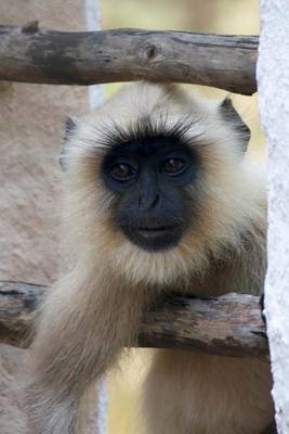 Book cover for Hanuman Gray Langur Monkey Journal