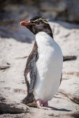 Book cover for Rockhopper Penguin Striking a Pose Journal