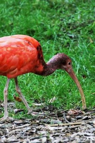 Cover of Scarlet Red Ibis Searching for Scraps