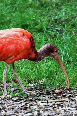 Book cover for Scarlet Red Ibis Searching for Scraps