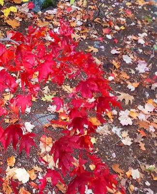 Cover of School Composition Book Fall Foliage Red Japanese Maple Leaves 130 Pages