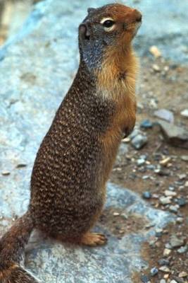 Book cover for A Columbian Ground Squirrel in Montana