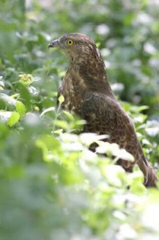 Cover of Honey Buzzard (Pernis Apivorus) Bird Journal