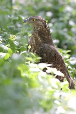 Book cover for Honey Buzzard (Pernis Apivorus) Bird Journal