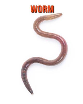 Book cover for Worm