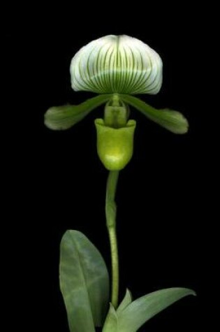 Cover of White Lady Slipper Orchid Flower Journal