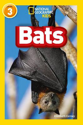 Book cover for Bats