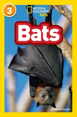 Book cover for Bats