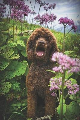 Book cover for Happy Brown Standard Poodle Journal