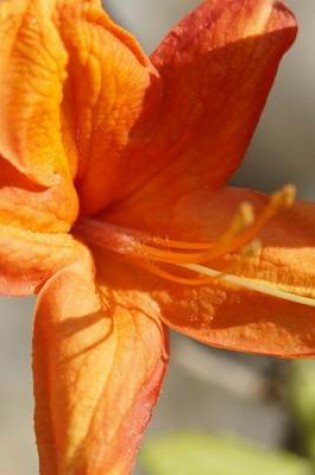 Cover of Beautiful Orange Azalea, for the Love of Flowers