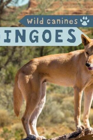 Cover of Dingoes