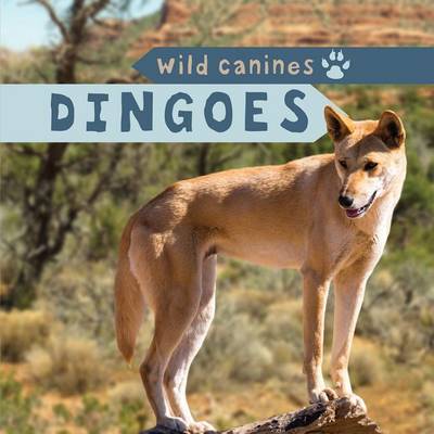 Book cover for Dingoes