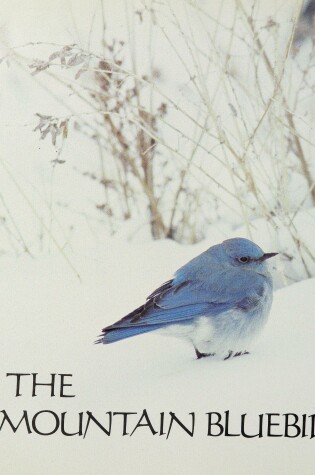 Cover of Hirschi & Burrell : Mountain Bluebird (Hbk)