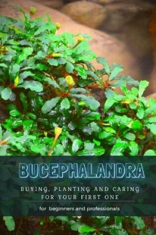 Cover of Bucephalandra