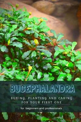 Book cover for Bucephalandra