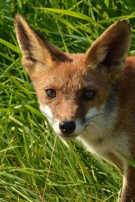 Book cover for A Fox in the Grass, for the Love of Animals