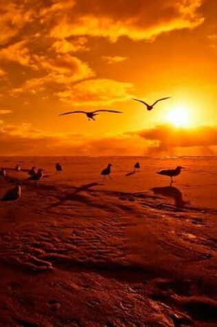 Cover of Seagulls on the Shore at Sunset in Baja California, Mexico