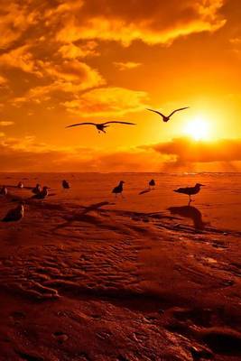 Book cover for Seagulls on the Shore at Sunset in Baja California, Mexico