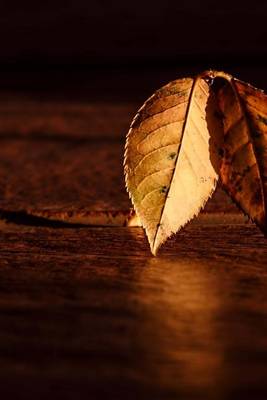 Book cover for Autumn Leaf on a Table