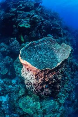 Book cover for Living Tropical Vase Sponge in the Ocean Journal