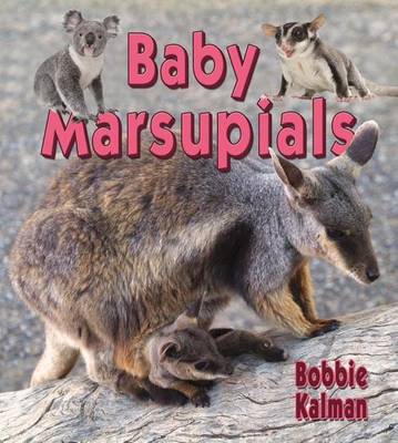 Book cover for Baby Marsupials