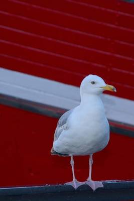 Book cover for Seagull at the Marina Bird Journal