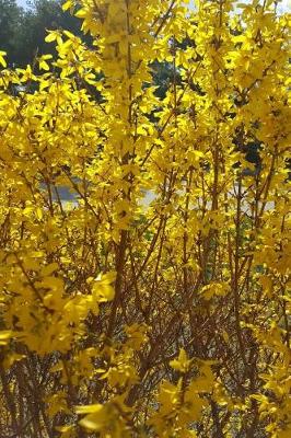 Cover of Journal Pretty Forsythia Bush