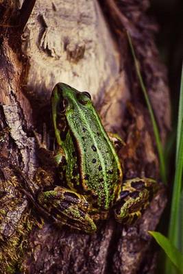 Book cover for Green Frog Amphibian Journal