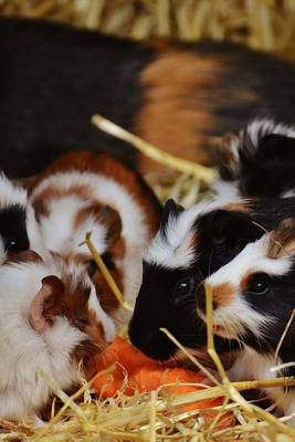 Book cover for Guinea Pig Dinner Time of Carrots