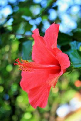 Book cover for Pink Hibiscus Side View (for the Love of Flowers)