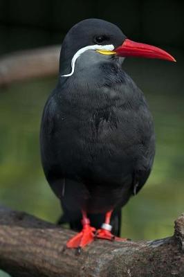 Book cover for An Awesome Red-Beaked Inca Tern Bird Journal