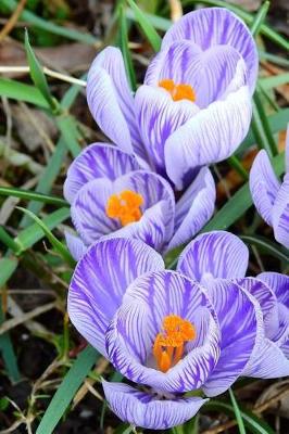 Book cover for Crocus Flower Blooms in the Ground Journal